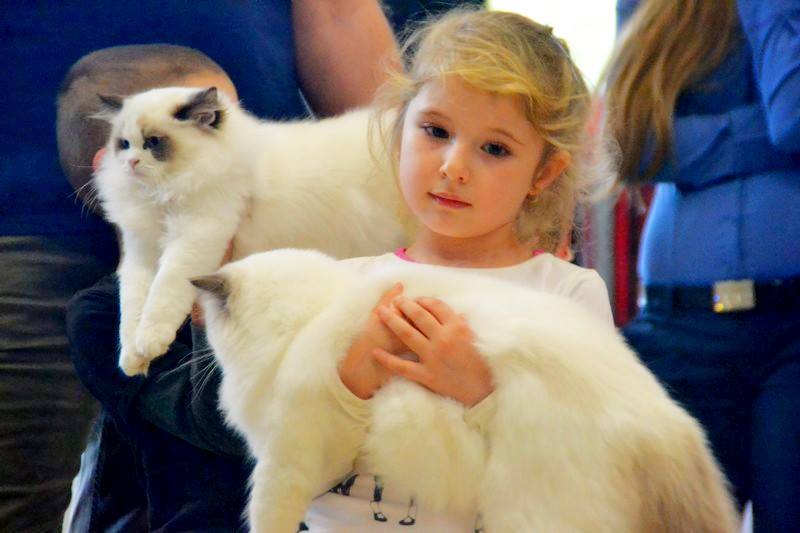 /images/Galeria/Cicák-gyerekek (Cats&Chirldren)/13903386_285121635188871_6785757294240980772_n.jpg